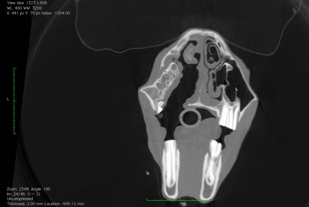 CT image of a horse with tooth/fistula